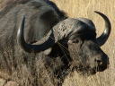 AtJEobt@[(african_buffalo)