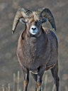 rbOz[V[v(Big horn sheep)