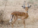 Cp(Impala)