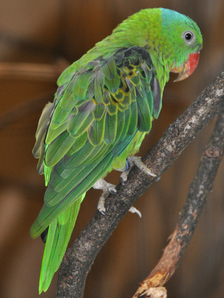 RIIniCRhL(Blue naped Parrot)