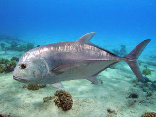 WCAgEgo[(Giant trevally)