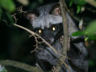 WRElR(Palm civet)