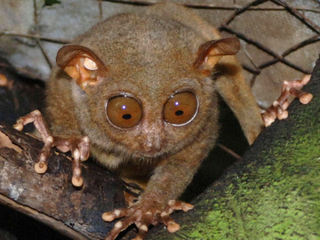 tBsKlU(Philippine tarsier)