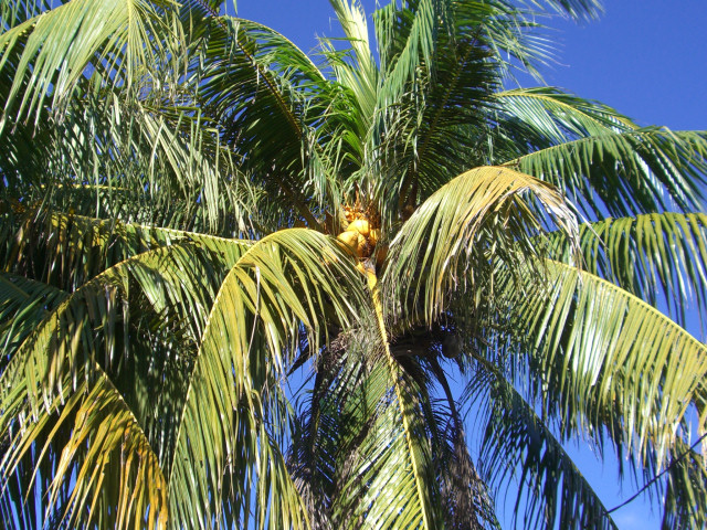 RRV(Cocos nucifera)