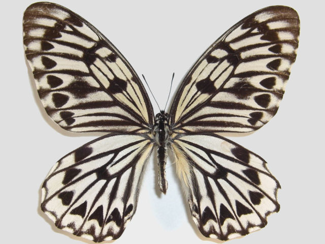 IIS}_^C}C(Graphium idaeoides)