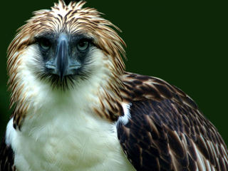 tBsEC[O(Philippine
  Eagle)