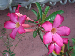 AfjEEIxX(Adenium obesum)