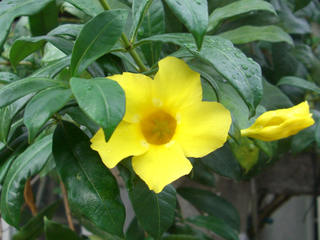 A}_(Allamanda cathartica)