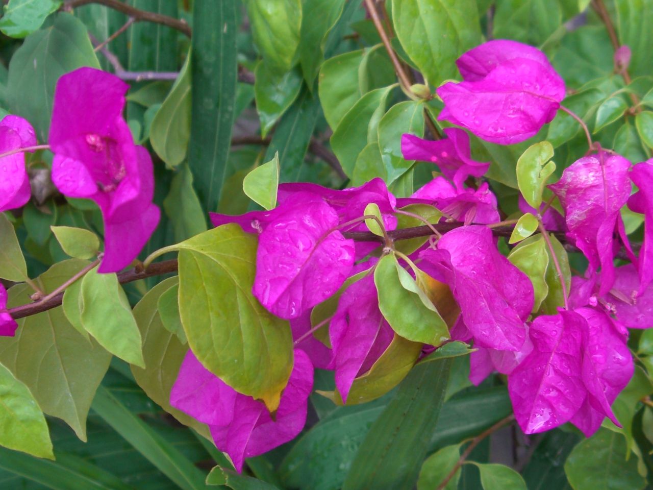 u[QrA }[_(Bougainvillea magenta)