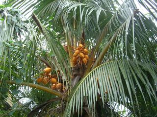 S[fRRibcp[(golden coconut palm)