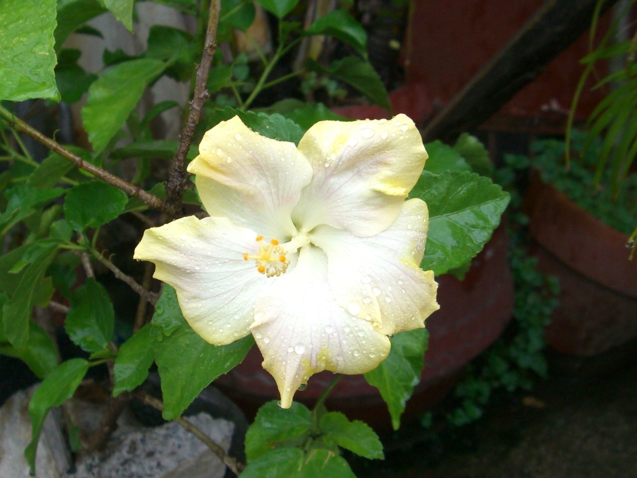 nCrXJX(Hibiscus)