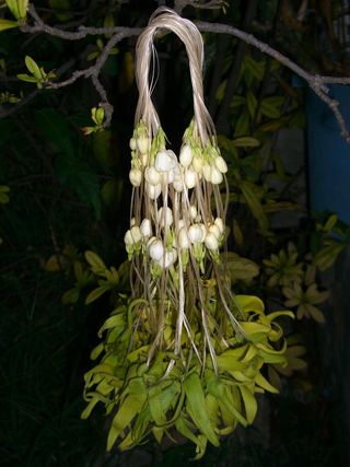 TpM[^̃C(Sampaguita lei)