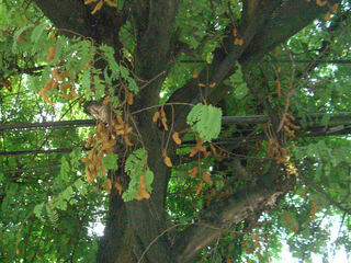 TpbN(sampaloc tree)