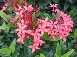 XJ[bgECN\(scarlet ixora)