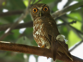 AIoYN(Brown Hawk owl)