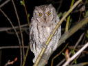 RmnYN(Common Scops owl)