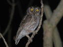 ELERmnYN(Elegant Scops owl)