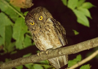 {lIRmnYN(Mantanani Scops owl)