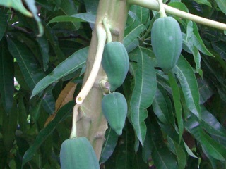 ppC(papaya)