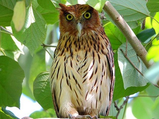 tBsV~~YN(Philippine Eagle owl)
