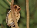 AJ`RmnYN(Reddish Scops owl)