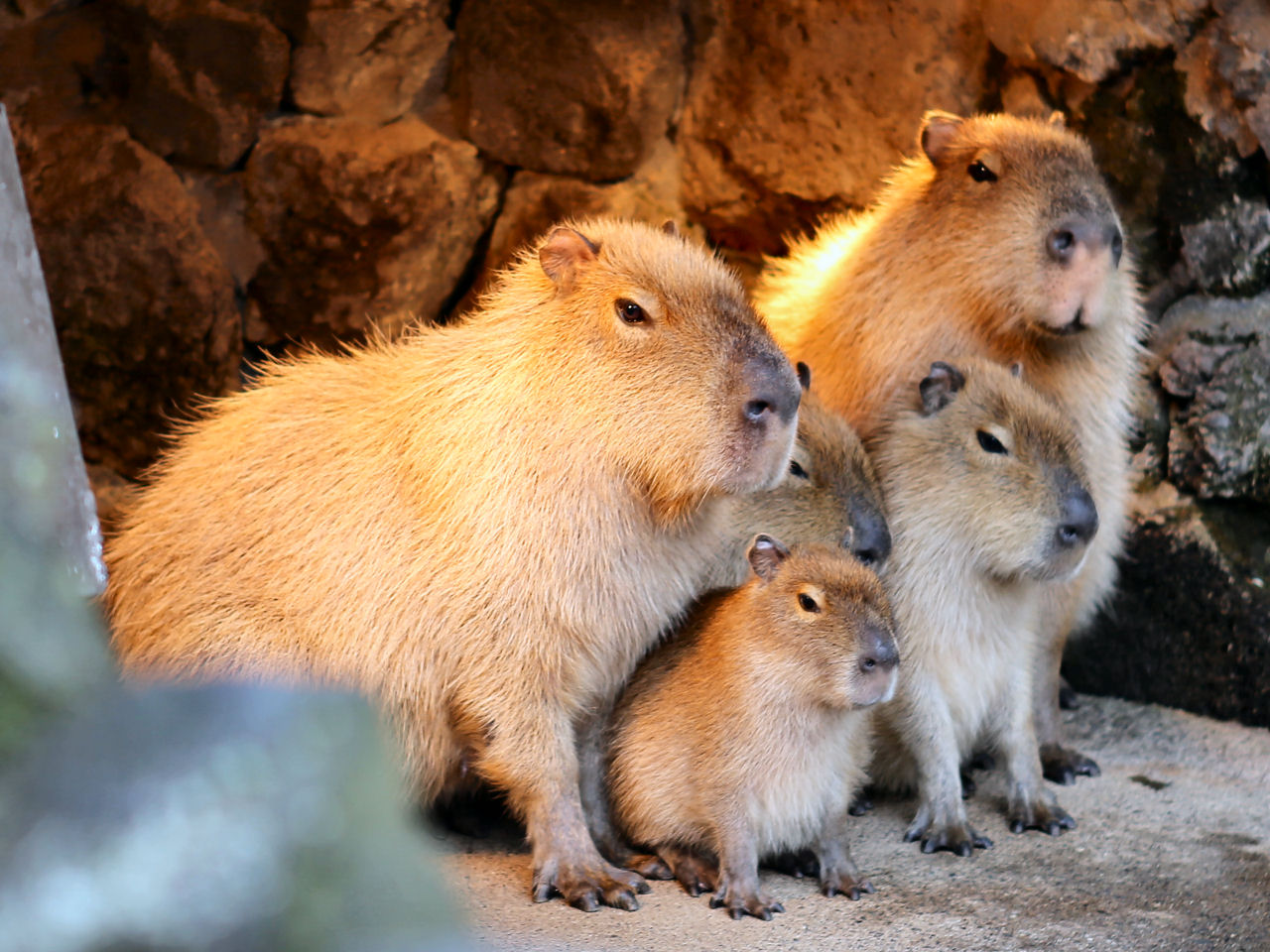 伊豆シャボテン公園のカピバラ
