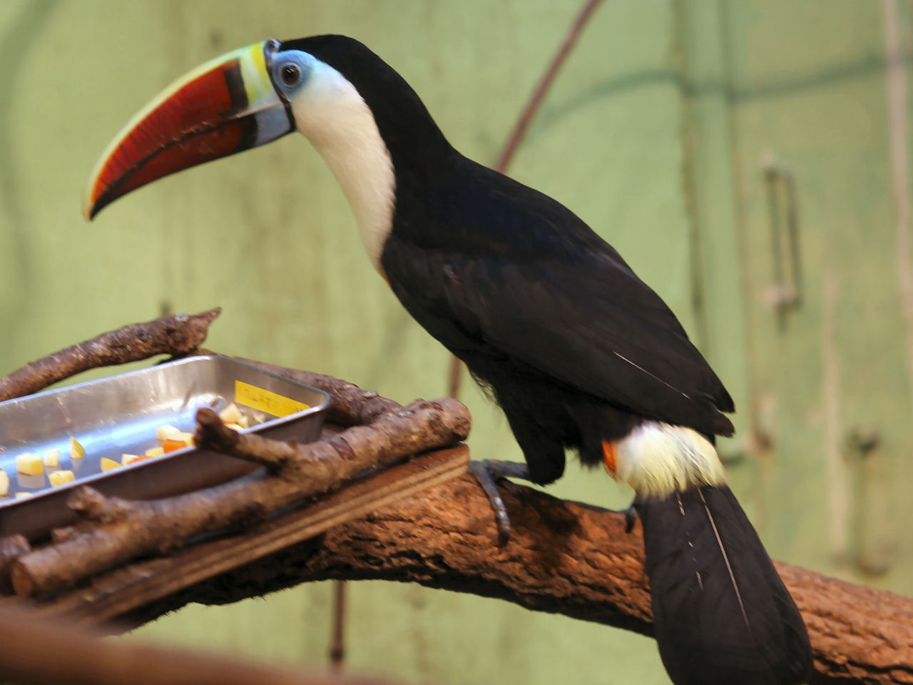 伊豆シャボテン公園のシロムネオオハシ