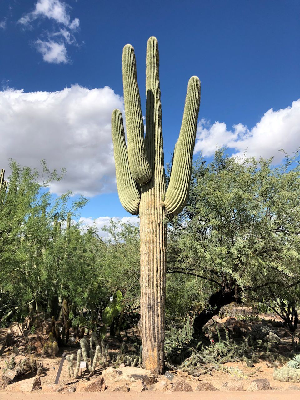 PEXEMKgDX(Cereus giganteus)