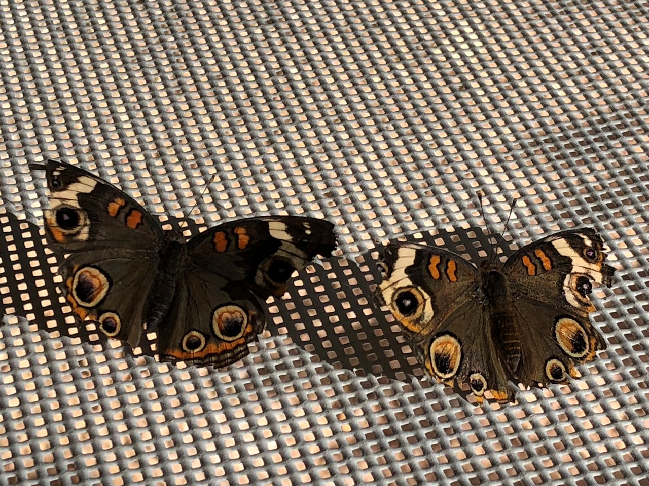 AJ^enhL (Common Buckeye)