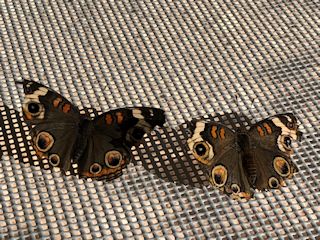 tFjbNXFfU[gE{^jJEK[f̃AJ^enhL (Common Buckeye)