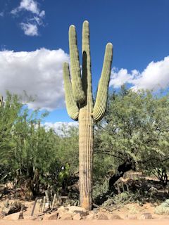 tFjbNXFfU[gE{^jJEK[f̃PEXEMKgDX(Cereus giganteus)