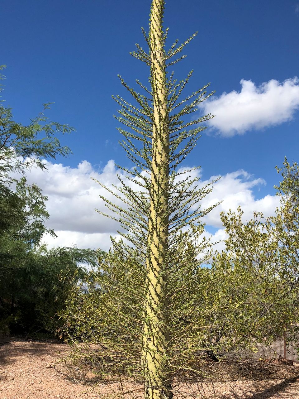 tH[NCGAERiX(Fouquieria Columnaris)