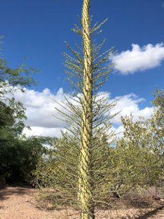 tFjbNXFfU[gE{^jJEK[f̃tH[NCGAERiX(Fouquieria Columnaris)