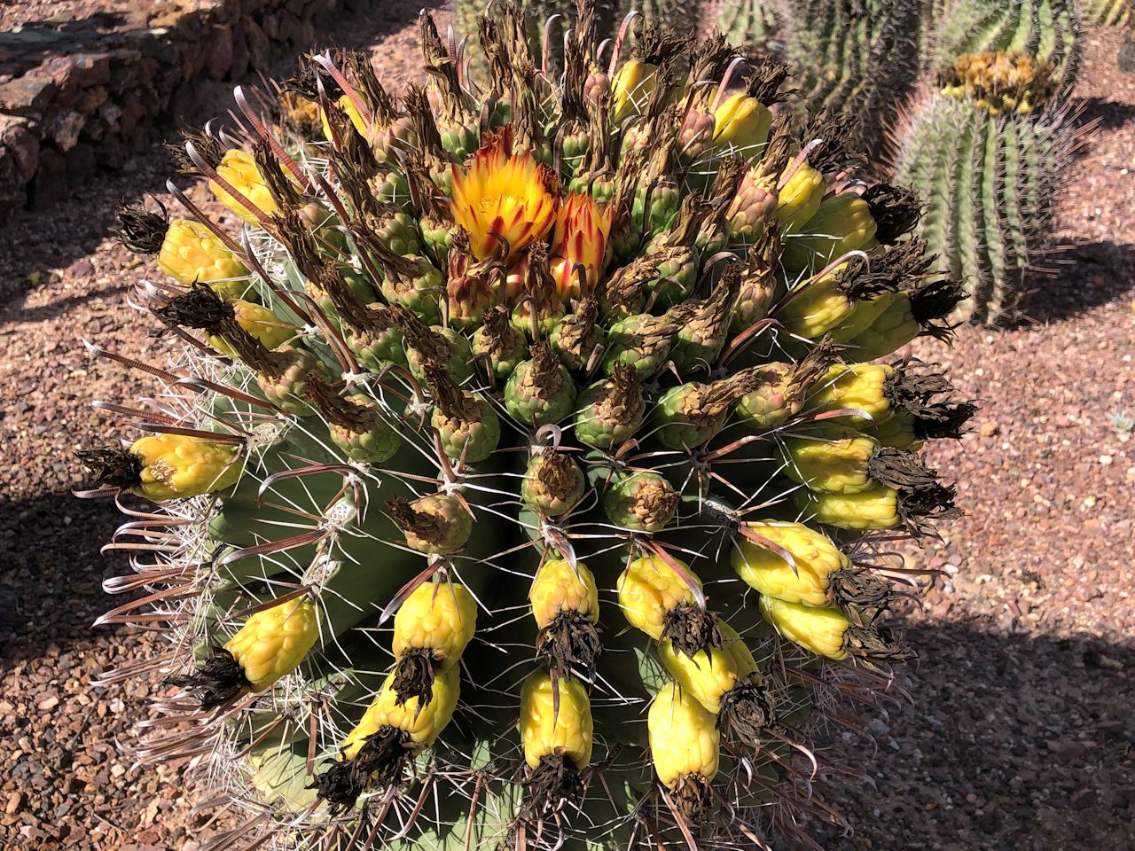 tBbVtbN o T{e(fishhook barrel cactus)