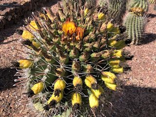 tFjbNXFfU[gE{^jJEK[f̓̏o(fishhook barrel cactus) 