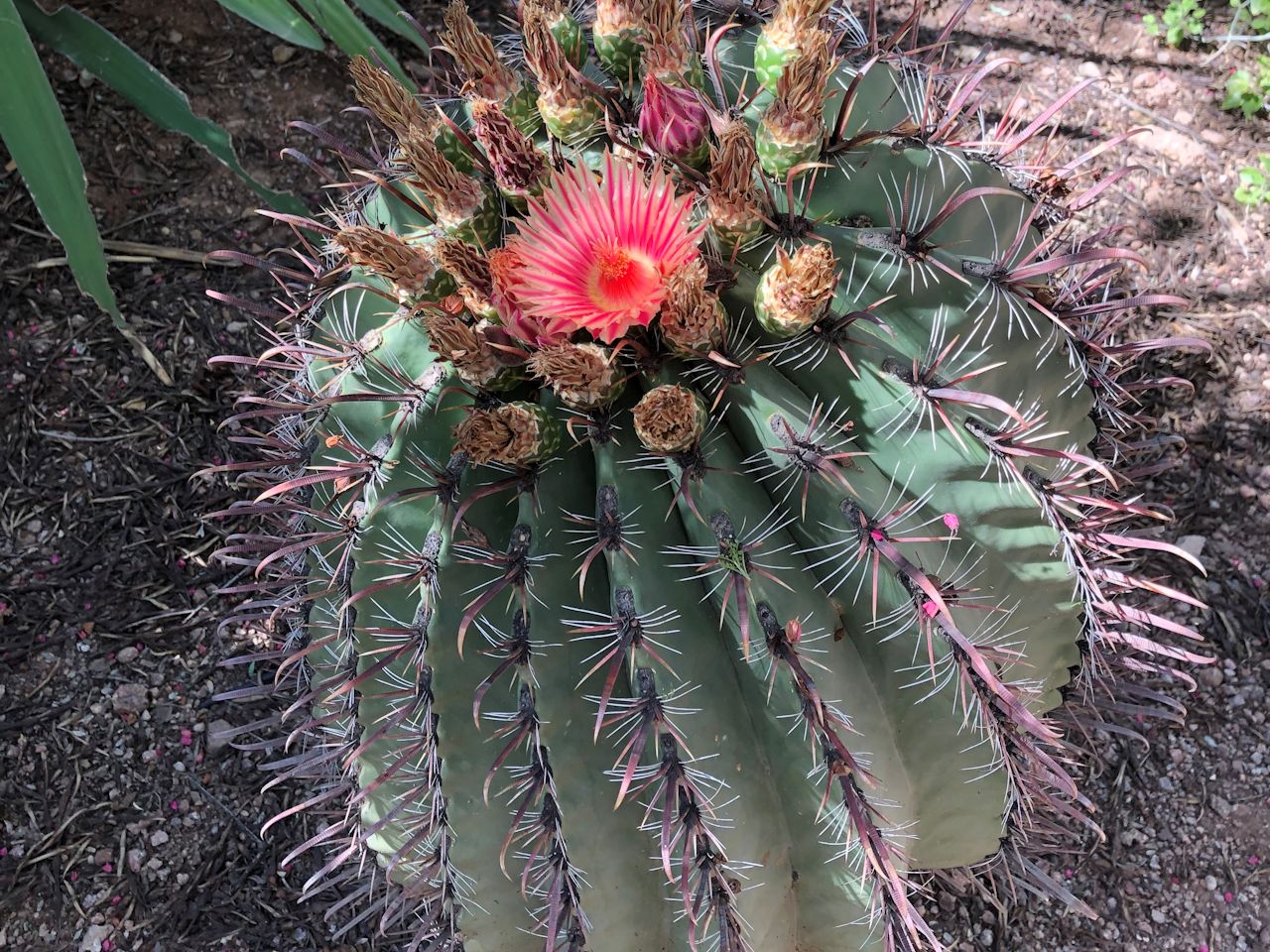 tFJN^X(LZLE)(Ferocactus wislizeni)