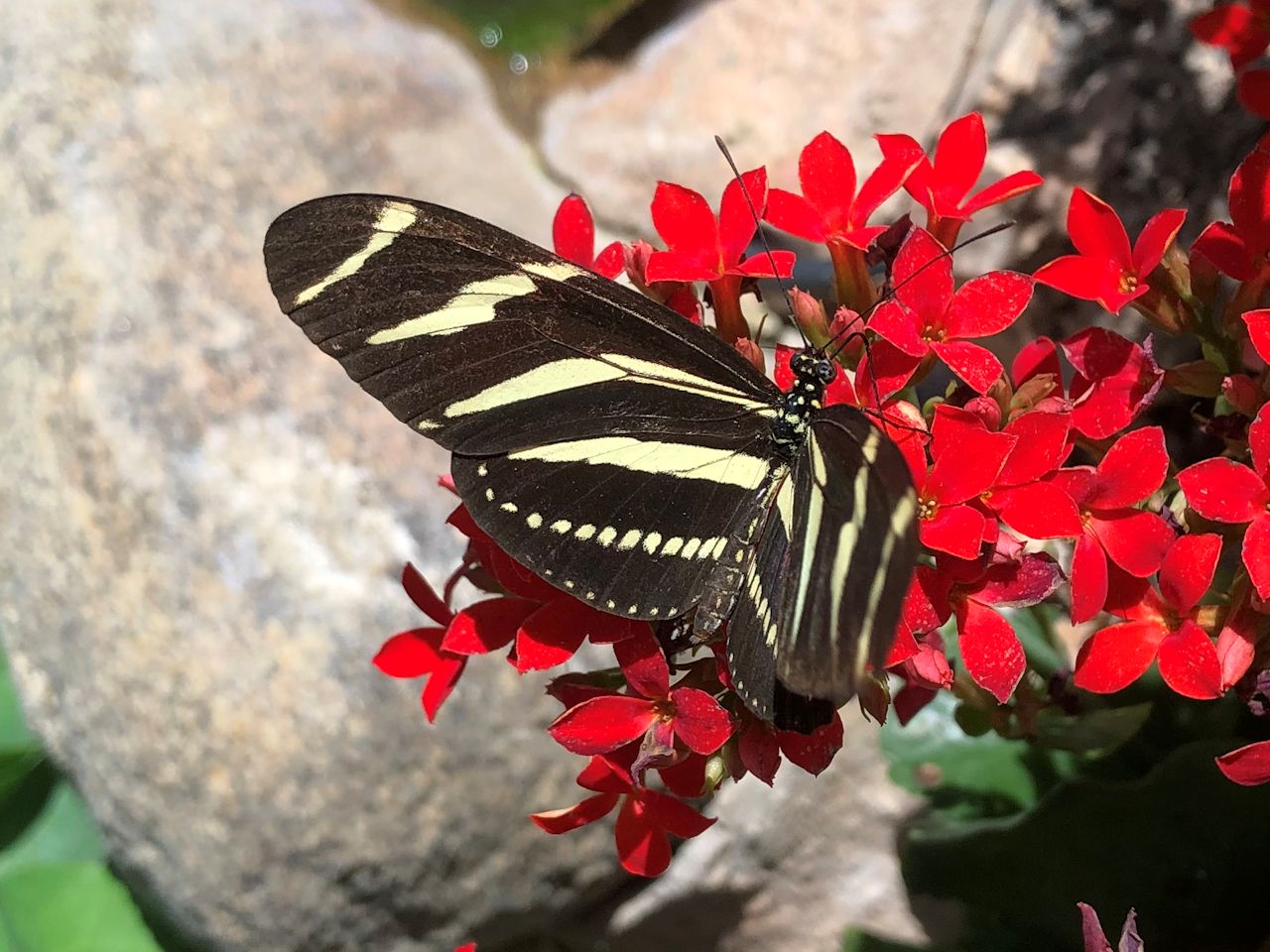 (Zebra Longwing)