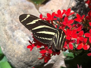 tFjbNXFfU[gE{^jJEK[f̃LW}hN`E(Zebra Longwing)